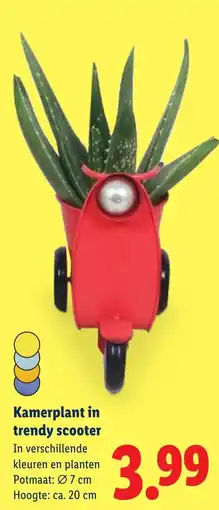 Lidl Kamerplant in trendy scooter aanbieding
