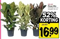 Vomar Voordeelmarkt Ficus Mix aanbieding