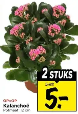Vomar Voordeelmarkt Kalanchoë aanbieding