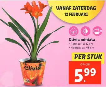 Lidl Clivia miniata aanbieding