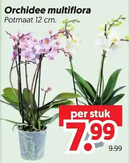 Dekamarkt Orchidee multiflora aanbieding