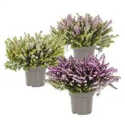 Albert Heijn AH Erica darleyensis p11 aanbieding