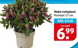Hoogvliet Hebe tuinplant aanbieding