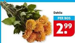 Hoogvliet Dahlia aanbieding