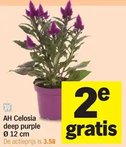 Albert Heijn AH Celosia deep purple aanbieding