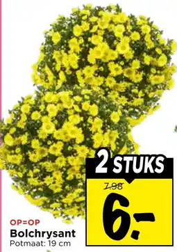 Vomar Voordeelmarkt Bolchrysant aanbieding