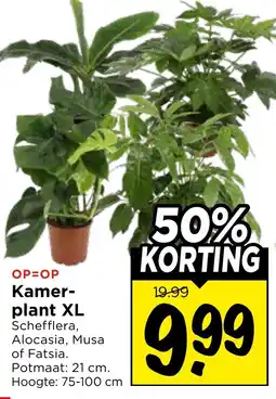Vomar Voordeelmarkt Kamerplant XL aanbieding
