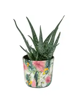 Dekamarkt Aloe vera potmaat 14 cm aanbieding
