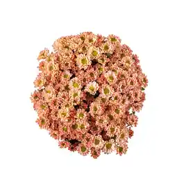 Dekamarkt Chrysant santini aanbieding
