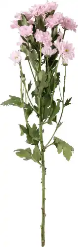 Dekamarkt Chrysant geplozen aanbieding