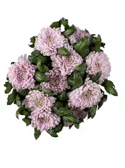 Dekamarkt Chrysant geplozen aanbieding