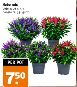 Poiesz Hebe mix aanbieding