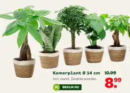 Welkoop Kamerplant aanbieding