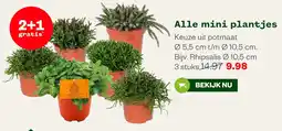 Welkoop Alle mini plantjes aanbieding