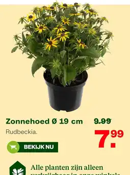 Welkoop Rudbeckia aanbieding