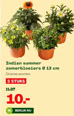Welkoop Indian summer zomerbloeiers aanbieding
