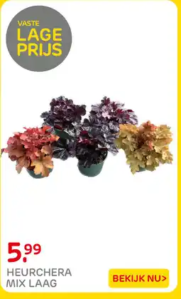 Praxis Heurchera mix laag aanbieding