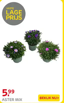 Praxis Aster mix aanbieding