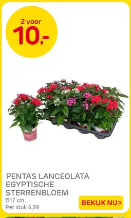 Praxis Pentas lanceolata egyptische sterrenbloem aanbieding