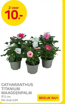 Praxis Catharanthus titanium maagdenpalm aanbieding