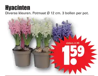 Dirk Hyacinten aanbieding