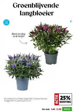 Intratuin Groenblijvende langbloeier aanbieding