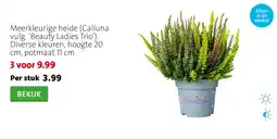 Intratuin Starlight meerkleurige heide aanbieding