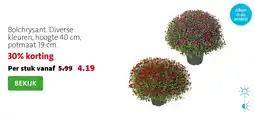 Intratuin Bolchrysant aanbieding