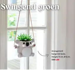 Intratuin Arrangement hangende koala aanbieding