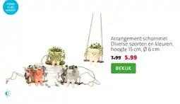 Intratuin Arrangement schommel aanbieding