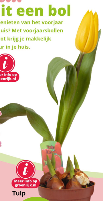 GroenRijk Tulp aanbieding