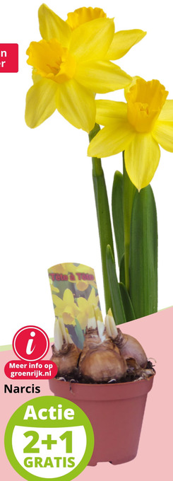 GroenRijk Narcis aanbieding