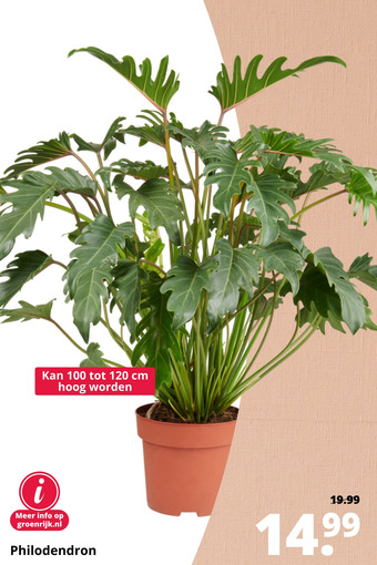 GroenRijk Philodendron aanbieding