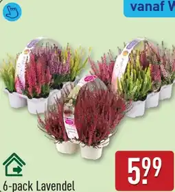 ALDI Lavendel aanbieding