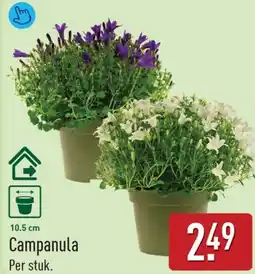 ALDI Campanula aanbieding