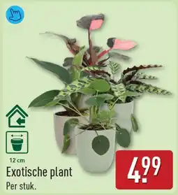 ALDI Exotische plant aanbieding