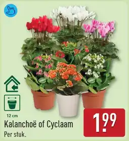 ALDI Kalanchoë of cyclaam aanbieding