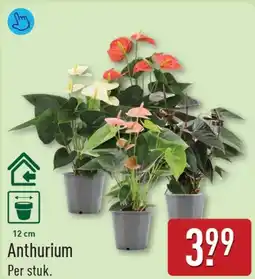 ALDI Anthurium aanbieding