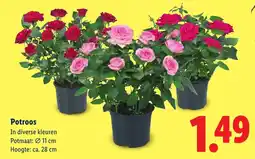 Lidl Potroos aanbieding