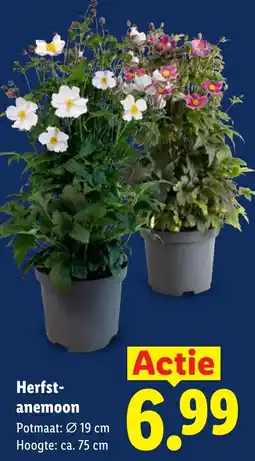 Lidl Herfst-anemoon aanbieding