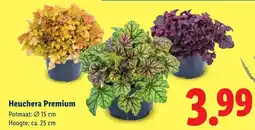 Lidl Heuchera Premium aanbieding