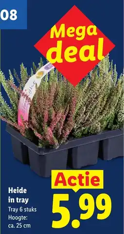 Lidl Heide in tray aanbieding