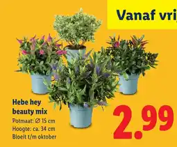 Lidl Hebe hey beauty mix aanbieding