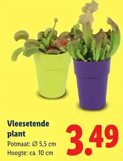 Lidl Vleesetende plant aanbieding