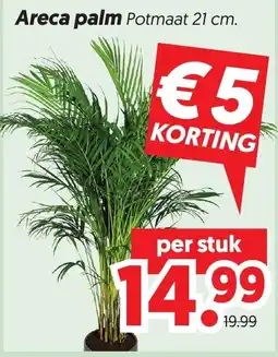 Dekamarkt Areca palm aanbieding