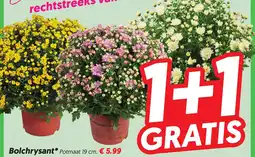 Dekamarkt Bolchrysant* aanbieding