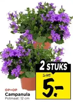 Vomar Voordeelmarkt Campanula aanbieding