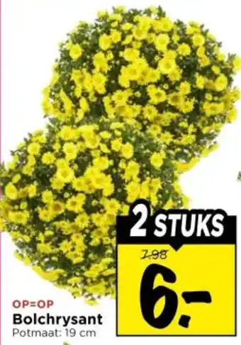 Vomar Voordeelmarkt Bolchrysant aanbieding