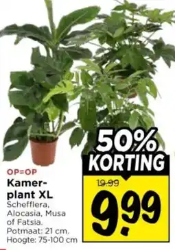 Vomar Voordeelmarkt Kamerplant XL aanbieding