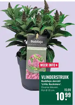 GroenRijk Vlinderstruik Buddleja davidii 'Little Rockstars' aanbieding